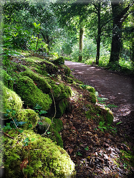 foto Parco di Killarney